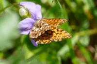 Boloria dia