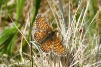 Melitaea cinxia