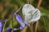 Leptidea sinapis