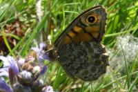Lasiommata megera