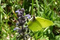 Gonepteryx rhamni