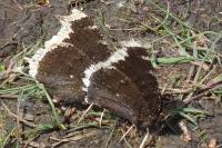Nymphalis antiopa