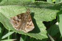 Erynnis tages