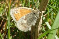 Coenonympha pamphilus