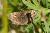 Erynnis tages