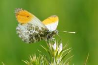 Anthocharis cardamines