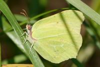 Gonepteryx rhamni