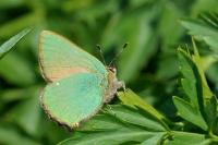 Callophrys rubi