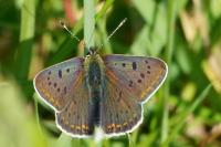 Lycaena tityrus