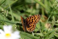 Boloria dia