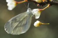 Leptidea sinapis