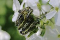 Pieris brassicae