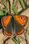 Lycaena phlaeas