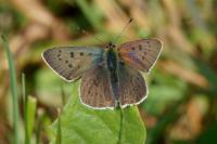 Lycaena tityrus