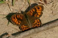 Lasiommata megera