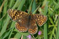 Melitaea phoebe
