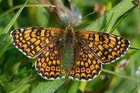 Melitaea cinxia