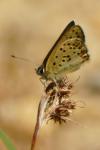 Lycaena tityrus