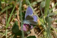 Cyaniris semiargus