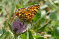Melitaea phoebe