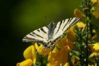 Iphiclides podalirius