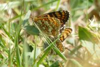Melitaea phoebe