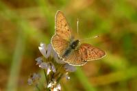 Lycaena tityrus