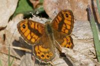 Lasiommata megera