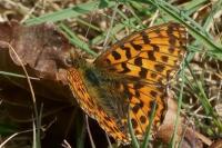 Boloria dia