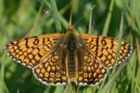 Melitaea cinxia