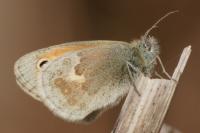 Coenonympha pamphilus