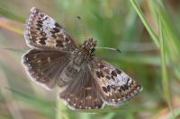 Erynnis tages