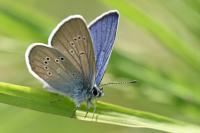 Cyaniris semiargus