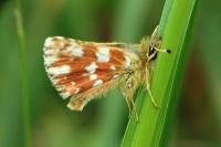 Spialia sertorius
