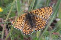 Melitaea cinxia