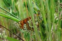 Melitaea cinxia