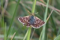 Spialia sertorius