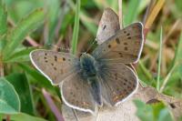 Lycaena tityrus