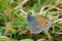 Coenonympha pamphilus
