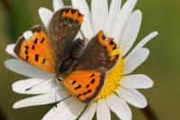 Lycaena phlaeas