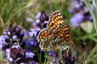Melitaea phoebe