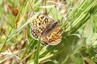 Melitaea cinxia