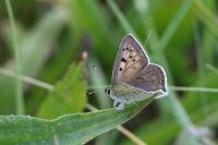 Lycaena tityrus