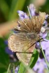 Erynnis tages