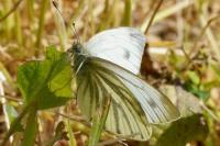 Pieris napi