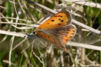 Lycaena phlaeas
