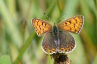 Lycaena tityrus