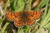 Melitaea parthenoides