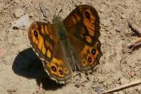 Lasiommata megera