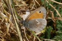 Coenonympha pamphilus